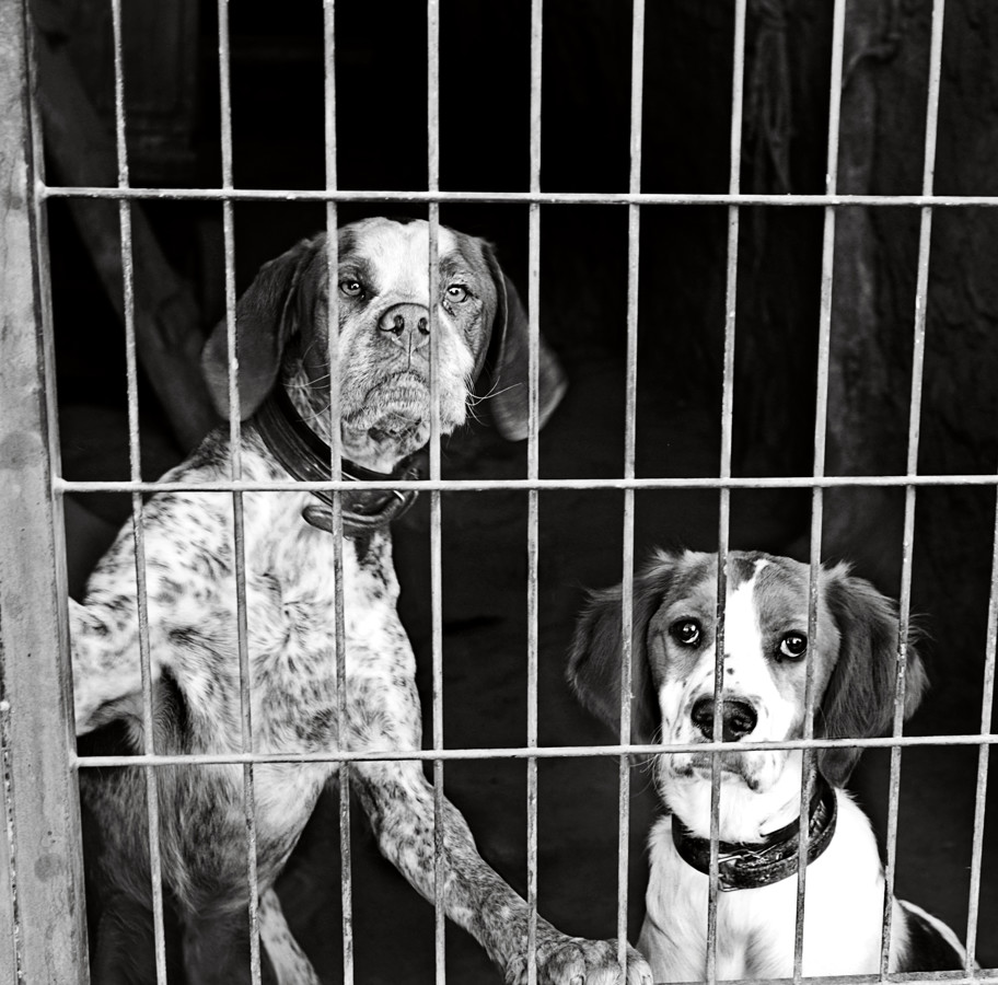 Perros-r