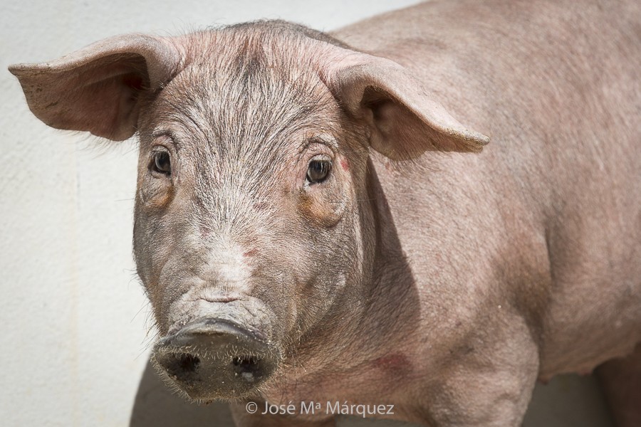 Cerdo ibérico. Retrato animal. Fotografía industrial y publicitaria para empresas. Fotógrafo profesional Granada 