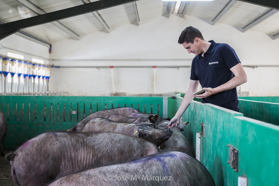 Control crecimiento cerdos ibéricos. Reportaje publicitario. Fotógrafo industrial en Granada