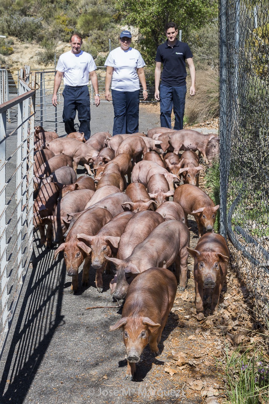 Exteriores granja cerdos ibéricos. Fotogarfía industrial. Fotos de publicidad. fotógrafo profesional Granada