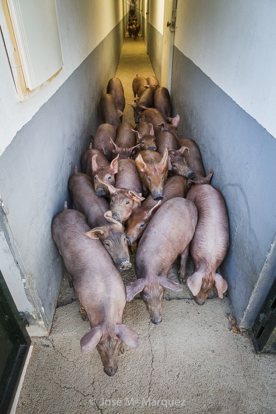 Intalaciones granja de cerdo ibérico. Fotografía publicitaria. Fotografo profesional para empresas en Granada