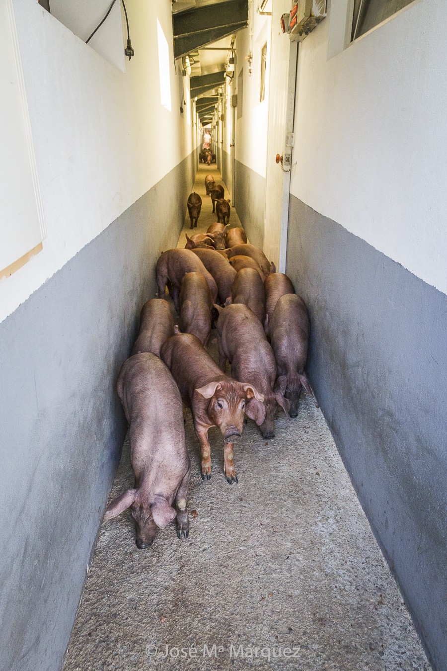 Interior de instalaciones granja cerdo ibérico. Lechones ibéricos. Reportaje publicitario para empresas Granada