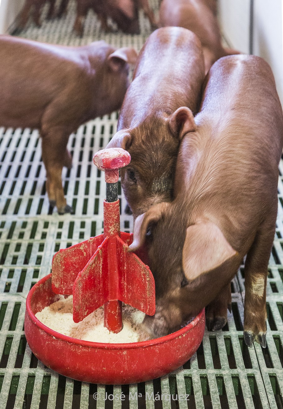 Lechones comiendo. Granja cerdo ibérico. Reportje publicitario empresas. Fotógrafos Granada