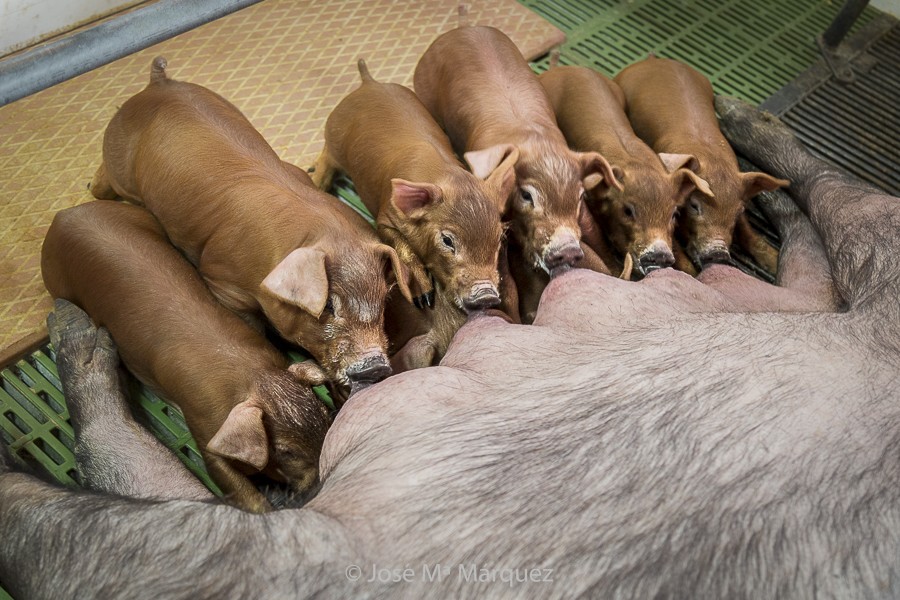 Lechones mamando granja de cerdo ibérico. Reportaje publicitario para empresas Granada. Fotógrafo profesional 