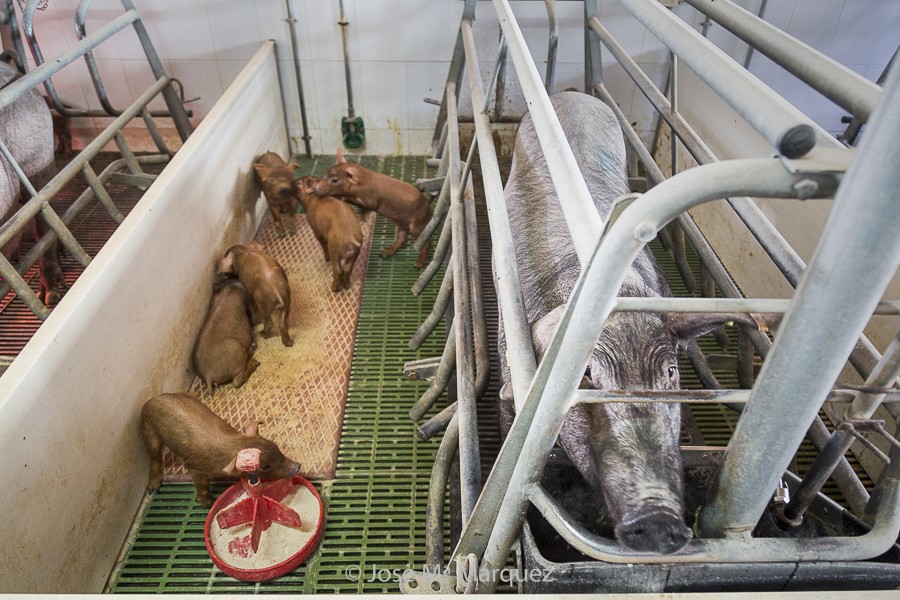 Marranera con lechones. Fotografía industrial Granada. Fotógrafo para empresas