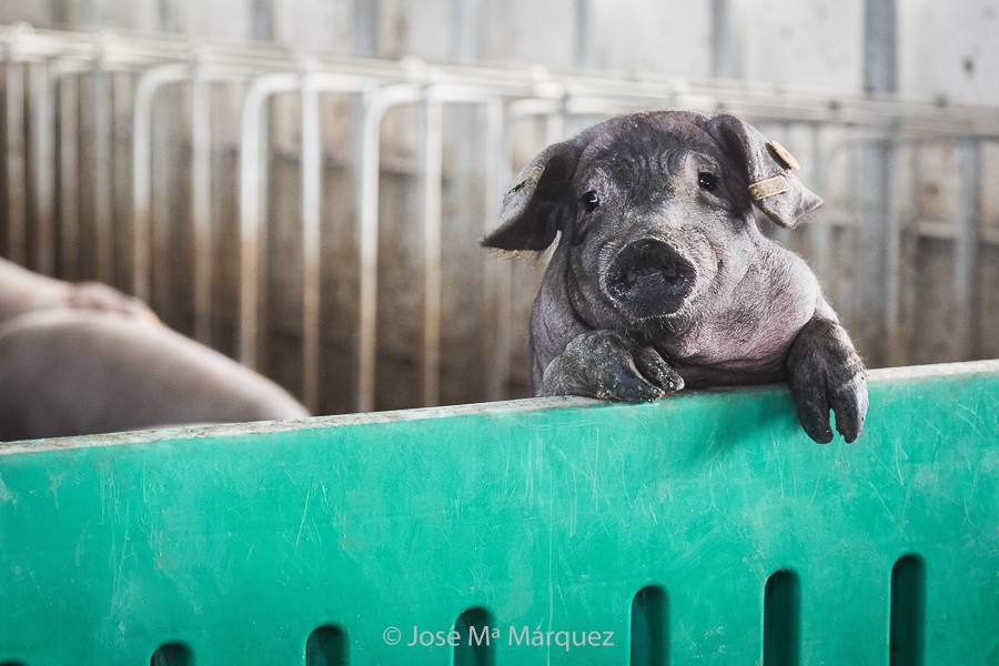 Reportaje publicitario. Lechón ibérico asomado. Retrato animal. Fotografía profesional empresas Granada 