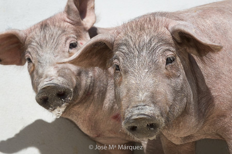 retrato animal. Cerdo ibérico fotografía industrial. Reportaje publicitario Granada. Fotos web